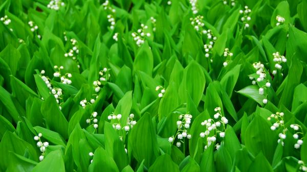 5-may-lily-of-the-valley
